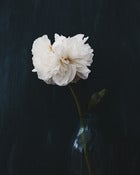 Image of Peony I - 8x10 Print