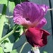 Image of Pea - Carouby de Maussane