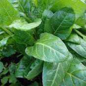 Image of Spinach - Perpetual
