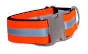 Image of Hunter Orange Dog Collar on UncommonPaws.com