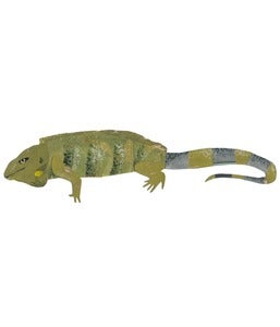 Image of Iguana Original Art