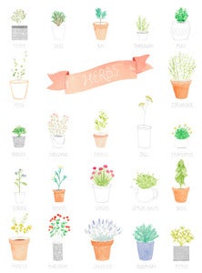 Image of HERBS