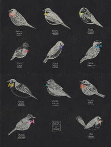 Image of BIRDS OF AUSTRALIA