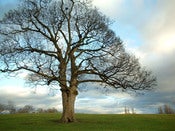 Image of the tree - without words
