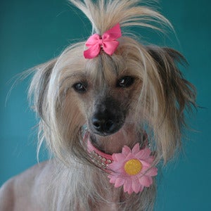 Image of Pink Mini Glitter Daisy Collar Bloom