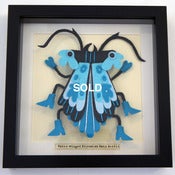Image of Water Winged  Kiyomizu Rain Beetle