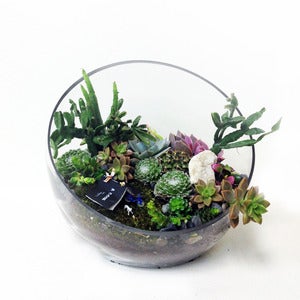 Image of half bowl succulent terrarium