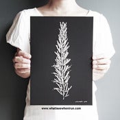 Image of Mother-in-Law - Sansevieria Triasciata