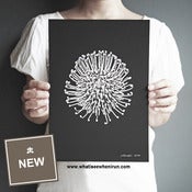 Image of Sensory - Leucospermum Cordifolium