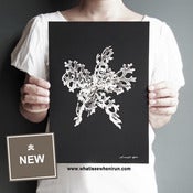 Image of Silver - Cineraria