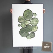 Image of Ripples - Hydrocotyle Verticillata - A1