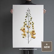 Image of Gentle - Cassia Fistula - A1