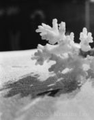 Image of Coral