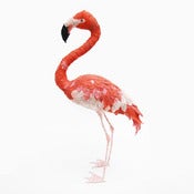 Image of AMERICAN FLAMINGO