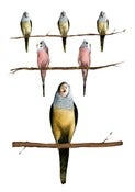 Image of Birds