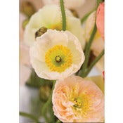 Image of Poppies 1 *NEW*