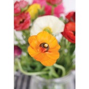 Image of Ranunculus 2 (Large) *NEW*