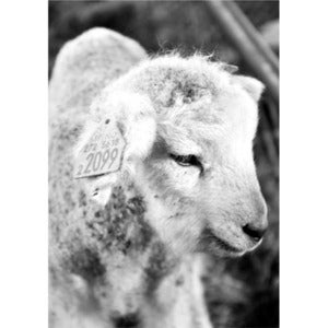 Image of Lamb b/w