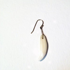 Image of coyote tooth earrings