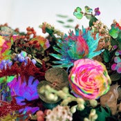 Image of DARKSTAR - News From Nowhere - LP