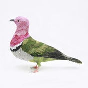 Image of PINK HEADED FRUIT DOVE
