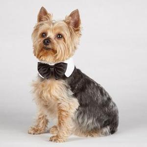 Image of Aria Canine Royale Bowtie - Black Satin