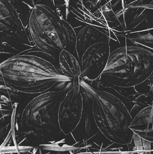 Image of Blodvite — Dekonstruktioner (LP)