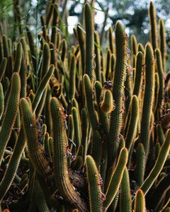 Image of California Cacti - 8x10