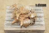 Image of Seashells & Star Fish - Beach Nautical Prop - 10 Pieces