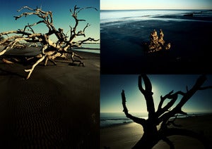 Image of Driftwood Beach photograph print pack #1 by Ryan Russell