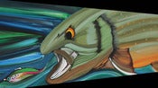 Image of Bull Trout #2