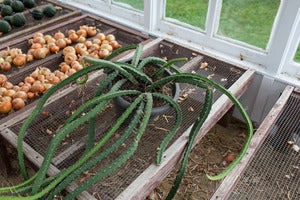 Image of Cactus (Fall)