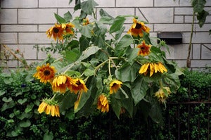 Image of Sunflowers (Fall)