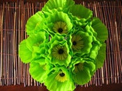 Image of Lime green poppies, one dozen