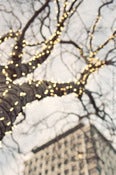 Image of Looking Up