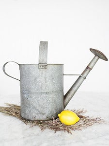 Image of Old Watering Can with Rose