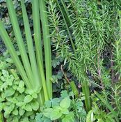Image of Wallnatura Macetas XL Aromáticas