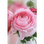 Image of Ranunculus 1 (Large) *NEW*