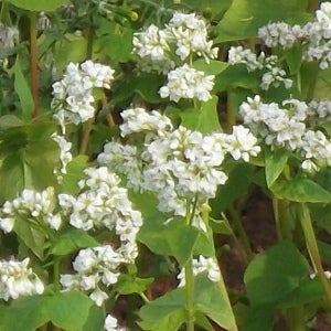 Image of Buckwheat
