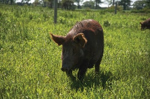 Image of Tamworth Pig - Original Postcards (6)