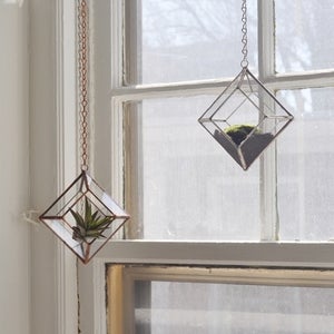 Image of Zephyrus Terrarium, small