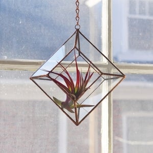 Image of Zephyrus Terrarium, large