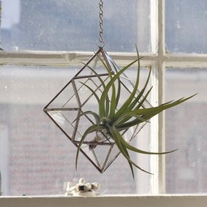 Image of Zephyrus Terrarium, limited edition