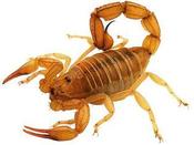 Image of Chinese Armor Tail Scorpions