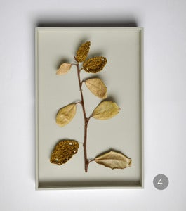 Image of Hybride4 et Hybride6