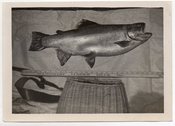 Image of FISH OF THE DAY FISHING CREEL YARD STICK VINTAGE SNAPSHOT PHOTO 